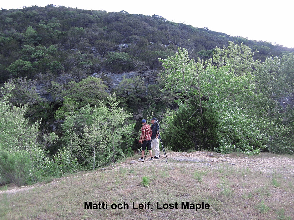 Lost Maple